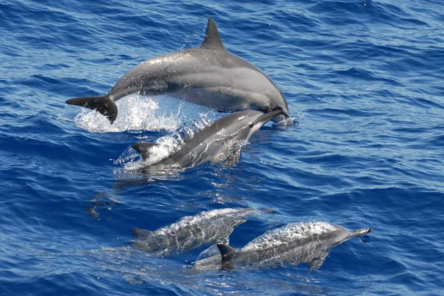 Spinner dolphin